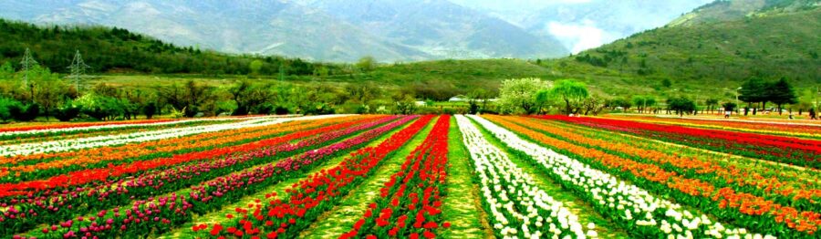 แคชเมียร์ สวน The Indira Gandhi Memorial Tulip Garden